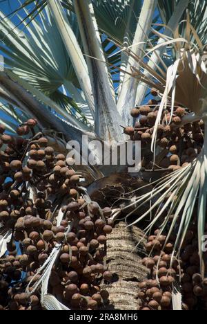 Echte Makalani Palm (Hyphaene benguellensis), Makalani, Namibia Stockfoto