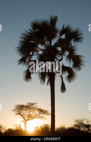 Echte Makalani Palm (Hyphaene benguellensis), Makalani, Namibia Stockfoto