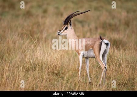 Grants Gazelle (Gazella granti), männlich, Maasai Mara Grants Gazelle, Kenia Stockfoto