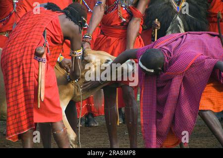 Maasai-Krieger, die eine Kuh bluten lassen, um das Blut zu extrahieren, Masai Mara, Kenia Stockfoto