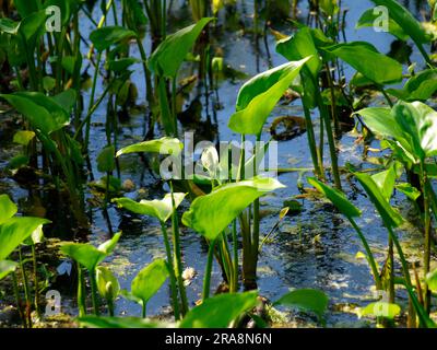 Moorarum (Calla palustris), Dragonwort, Snakeweed, Swamp Calla, Swamp Calla, Sumpf-Snakeweed, Schweineohr Stockfoto