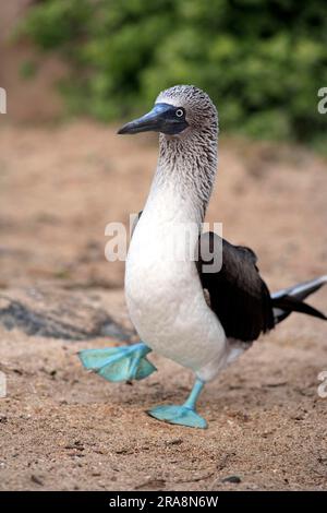 Blau-footed Sprengfallen (Sula Nebouxii), Galapagos-Inseln, Ecuador Stockfoto