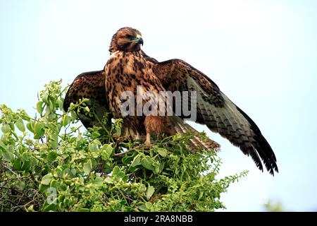 Galapagos-Falke (Buteo galapagoensis), Galapagos-Inseln, Ecuador Stockfoto