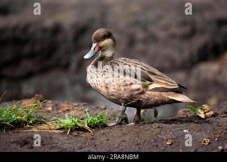 Pintail mit weißen Wangen, Galapagos-Inseln, Ecuador (Anas bahemensis galapagensis), Side Stockfoto