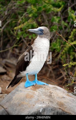 Blau-footed Sprengfallen (Sula Nebouxii), Galapagos-Inseln, Ecuador Stockfoto