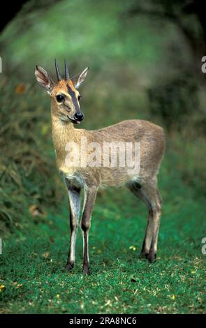 Duiker (Sylvicapra grimmia), Kwazulu Natal, Südafrika Stockfoto