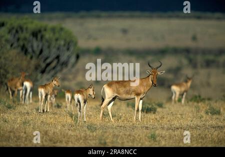 Hartebeest (Alcelaphus buselaphus), Masai Mara Game Reserve, Kenia Stockfoto