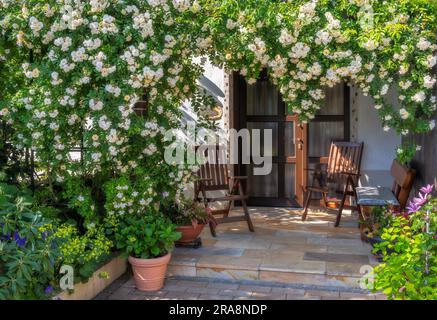 Weißer Blumenring-Rosenbusch an einer Haustüre Stockfoto