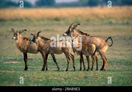 Roan-Antilopen (Hippotragus equinus), Männer, Chobe-Nationalpark, Botsuana Stockfoto