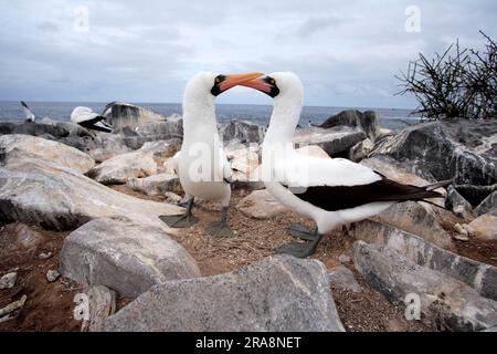 Maskierte Booby (Sula dactylatra), Paar, Galapagosinseln, Ecuador Stockfoto