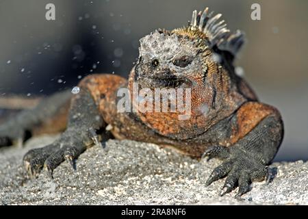 Galapagos-Meerechsen (Amblyrhynchus cristatus), Galapagos-Inseln, Ecuador, Niesen Stockfoto