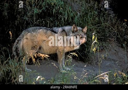 Mexikanischer Wolf (Canis lupus baileyi), Seitenansicht Stockfoto