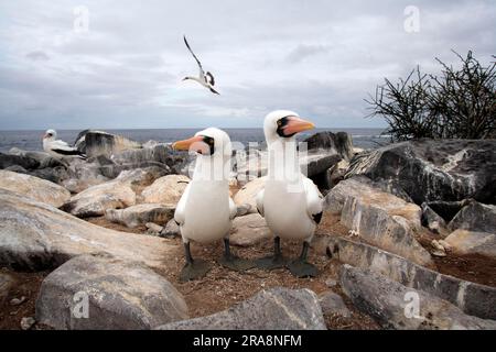 Maskierte Booby (Sula dactylatra), Paar, Galapagosinseln, Ecuador Stockfoto