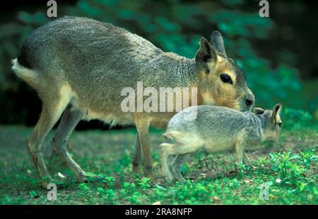 Maras (Dolichotis patagonum), weiblich und jung Stockfoto