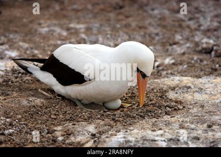 Maskierte Booby (Sula dactylatra) auf Nest mit Ei, Galapagos-Inseln, Ecuador, maskierte Booby Stockfoto