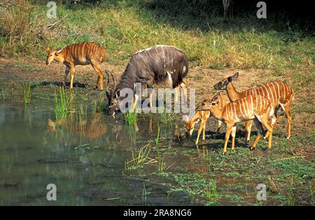 Nyalas, Mkuzi Game Reserve, Südafrika (Tragelaphus angasi) Stockfoto