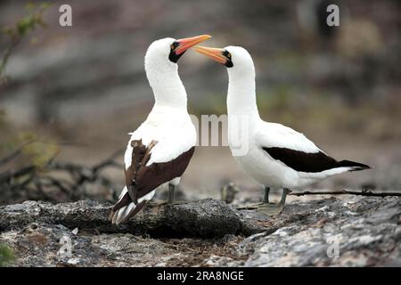 Maskierte Booby (Sula dactylatra), Paar, Galapagosinseln, Ecuador Stockfoto