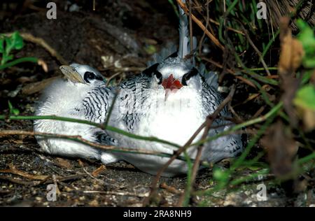 Rotschnabel-Tropenvogel mit jungen Tobago (Phaeton aethereus) Stockfoto