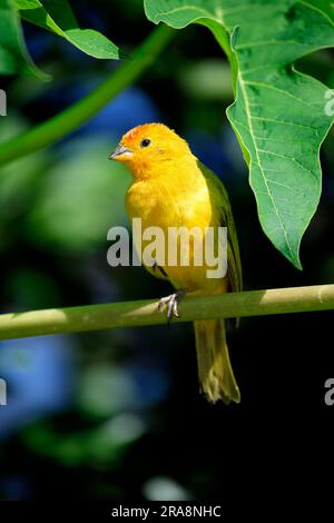 Safranfink (Sicalis flaveola), männlich, Grand Cayman, Kaimaninseln Stockfoto