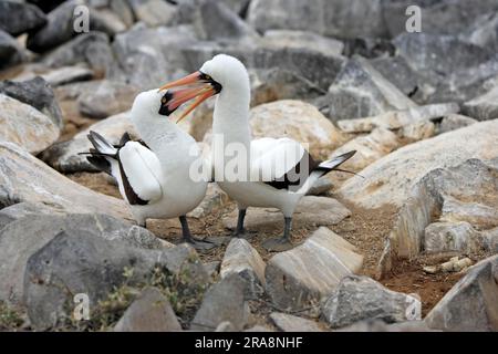 Maskierte Booby (Sula dactylatra), Paar, Galapagosinseln, Ecuador Stockfoto