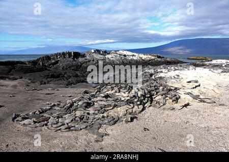 Galapagos-Meerechsen (Amblyrhynchus cristatus), Meerechsen, Ecuador Stockfoto