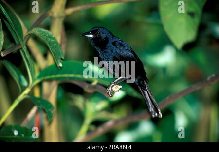 Weißer Tanager (Tachyphonus rufus), Männlich, Asa Wright Naturzentrum, Trinidad Stockfoto