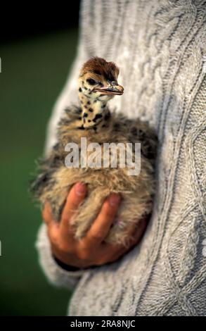 Südafrikanischer Strauß (Struthio camelus australis), Küken in der Hand, Straußenfarm, Oudtshoorn, Südafrika Stockfoto