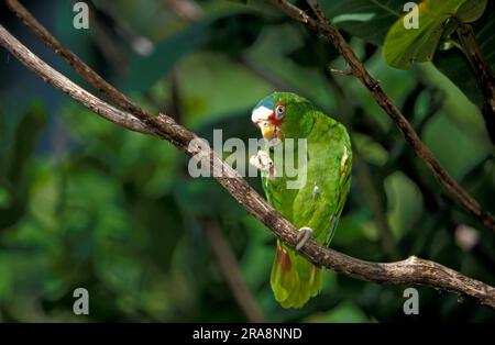 amazonas albifrons, Honduras Stockfoto