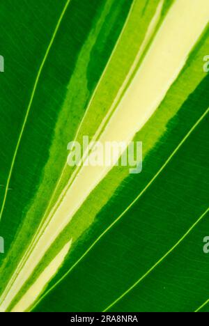 Hosta (Hosta), Blattdetail Stockfoto