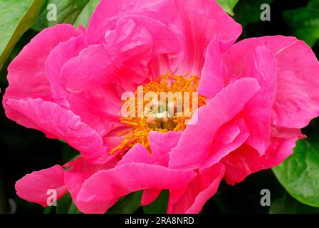 Pfingstrosen (Paeonia lactiflora) Paula Fay, Pfingstrosen, Bauernrosen Stockfoto