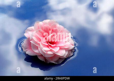 Camellia' (Camellia japonica) Prof. F. Parlatore', Blume auf Wasser, Theaceae Stockfoto