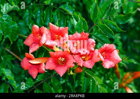 Trompet Creeper (Campsis radidicans) (Bignonia radidicans) (Tecoma radidicans), Trompet Vine Stockfoto