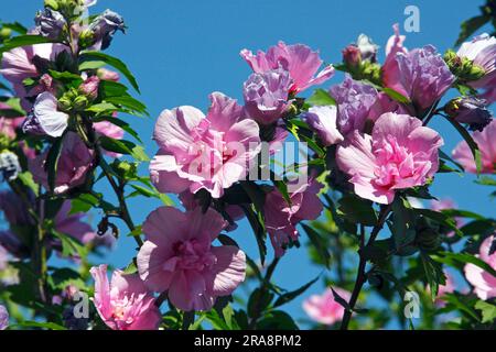 Sharon-Rose „Ardens“ (Hibiscus syriacus) Stockfoto