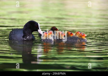 Küken fütternde Küken (Fulica atra), Bayern, eurasischer Coot, Deutschland Stockfoto