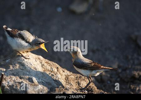 Nördlicher Weidekopf (Oenanthe oenanthe), weibliche Jungvogel fütternde Jungvogel, Bulgarien Stockfoto