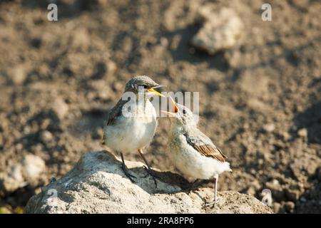 Nördlicher Weidekopf (Oenanthe oenanthe), Jungvögel, Bulgarien Stockfoto