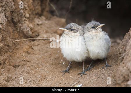 Nördlicher Weidekopf (Oenanthe oenanthe), Jungvögel, Bulgarien Stockfoto