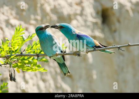 Europäische Walzen (Coracias garrulus), Paar, Nahrungstransfer, Paarungsfütterung, Bulgarien Stockfoto