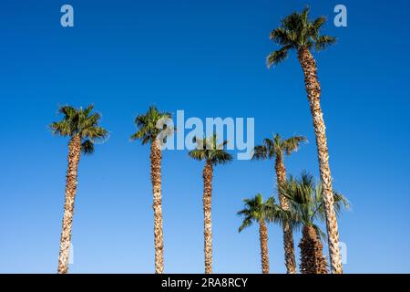 Eine Gruppe Palmen vor einem blauen Himmel Stockfoto