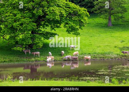 Charolais-Rinder kühlen sich im See in Minterne House Gardens, Dorset, England, Großbritannien ab Stockfoto