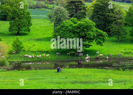 Charolais-Rinder kühlen sich im See in Minterne House Gardens, Dorset, England, Großbritannien ab Stockfoto