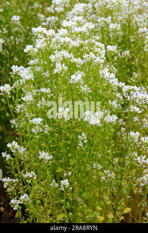 Löffelkraut, echte Löffelkraut (Cochlearia officinalis), Skorbut, Bitterkresse, Löffelkresse, Löffelkraut Stockfoto