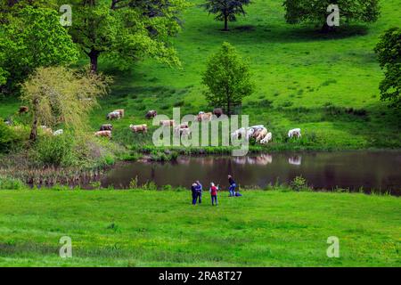 Charolais-Rinder kühlen sich am See in Minterne House Gardens, Dorset, England, Großbritannien ab Stockfoto