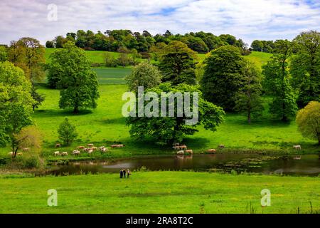 Charolais-Rinder kühlen sich im See in Minterne House Gardens, Dorset, England, Großbritannien ab Stockfoto