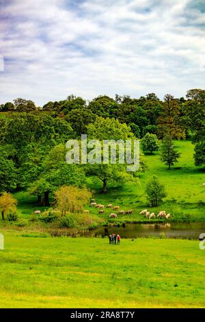 Charolais-Rinder kühlen sich am See in Minterne House Gardens, Dorset, England, Großbritannien ab Stockfoto