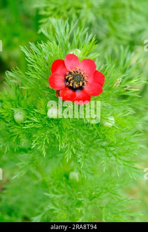 Adonis annua (Adonis annua), Herbstfeuer-Rose, Herbstfeuer-Kraut Stockfoto