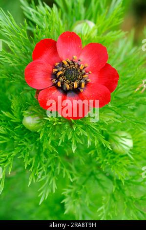 Adonis annua (Adonis annua), Herbstfeuer-Rose, Herbstfeuer-Kraut Stockfoto