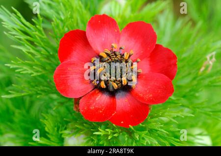 Adonis annua (Adonis annua), Herbstfeuer-Rose, Herbstfeuer-Kraut Stockfoto