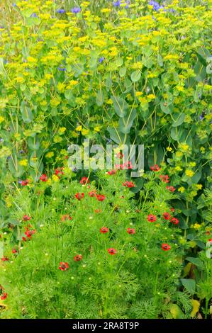 Hasenohr, Hasenohr (Bupleurum rotundifolium) Stockfoto