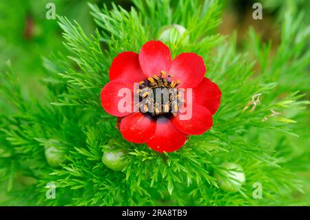 Adonis annua (Adonis annua), Herbstfeuer-Rose, Herbstfeuer-Kraut Stockfoto